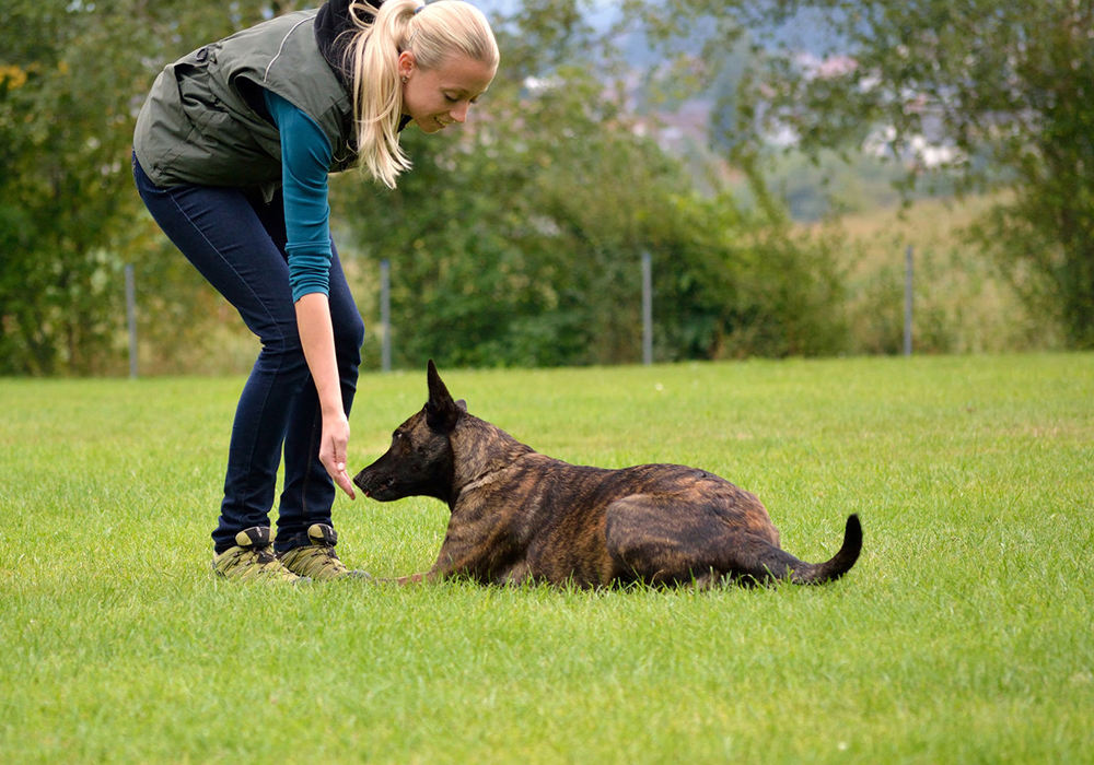 Dog Trainer