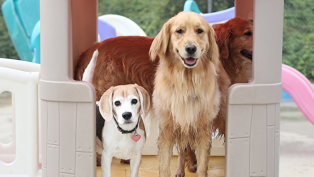 Dog Daycare