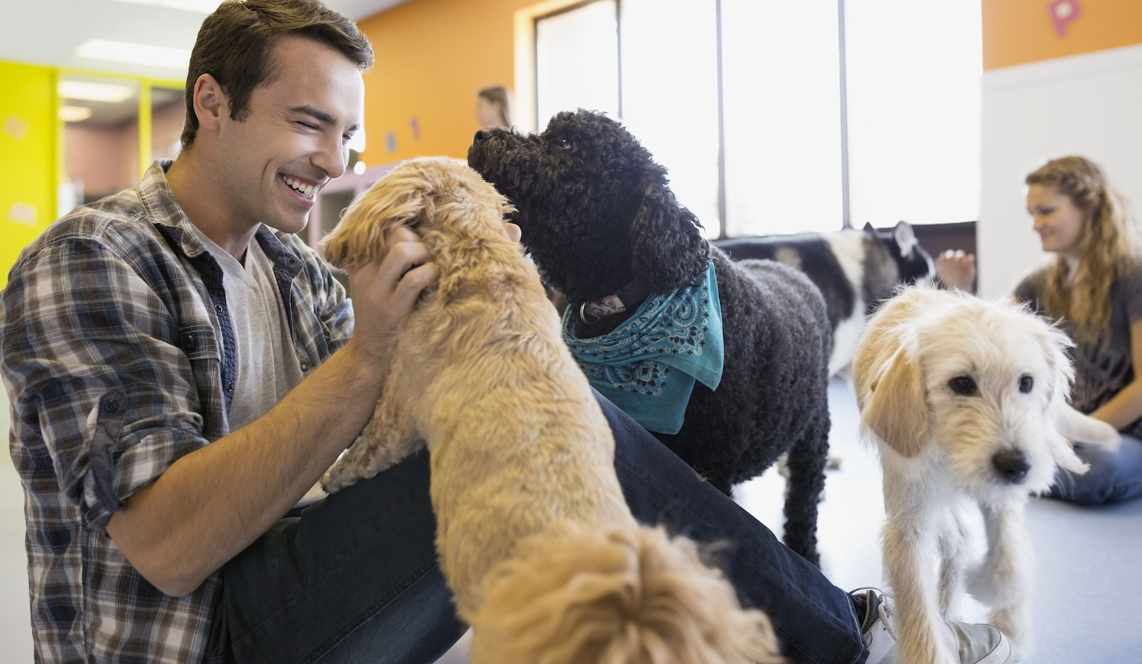 Dog Daycare
