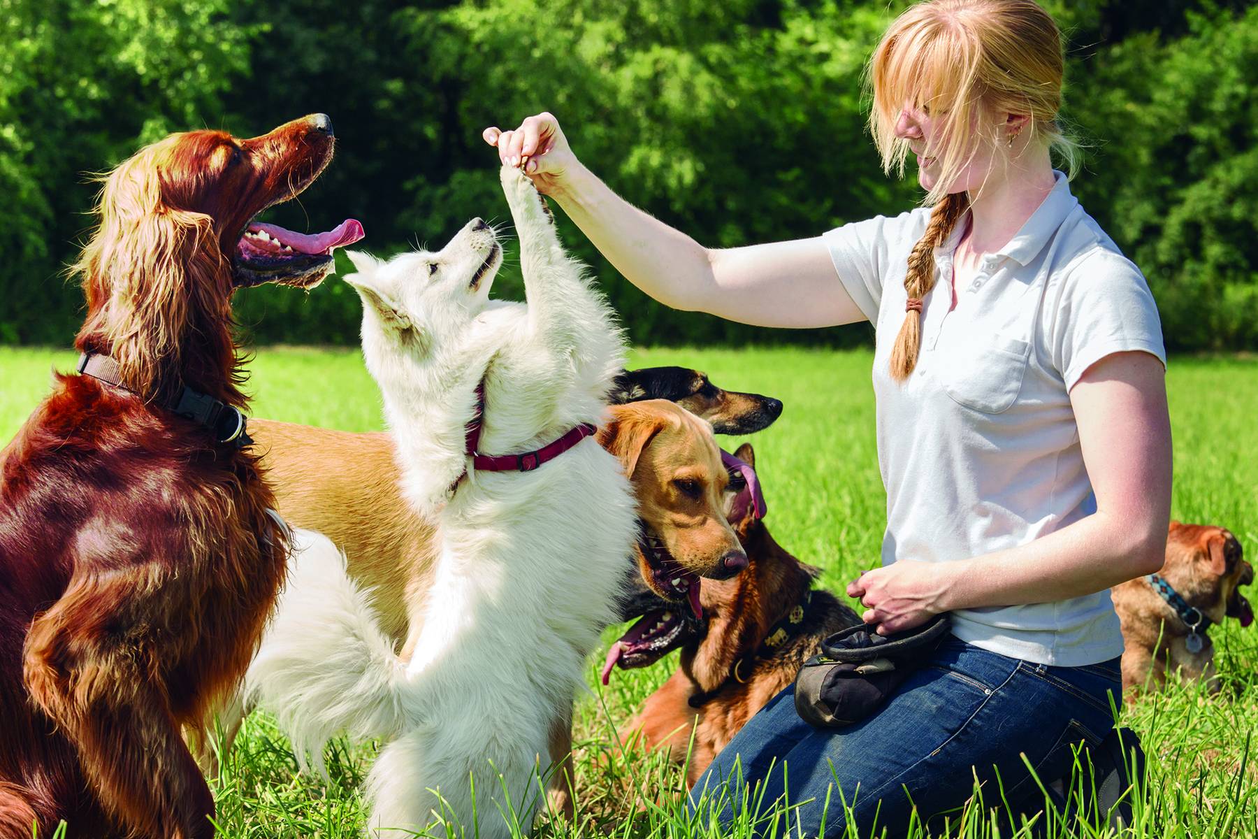 Train Your Dog